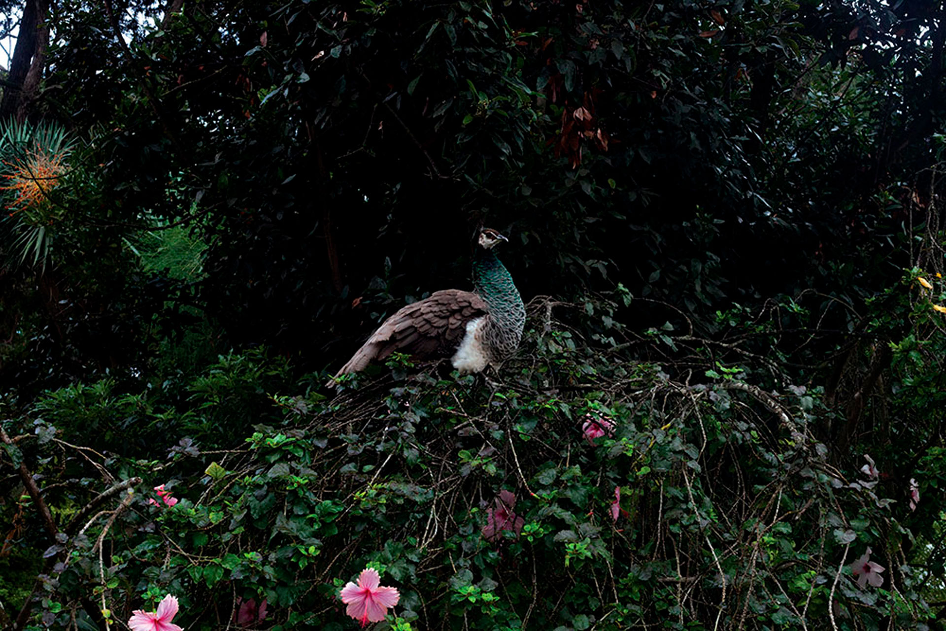 Jardim 3