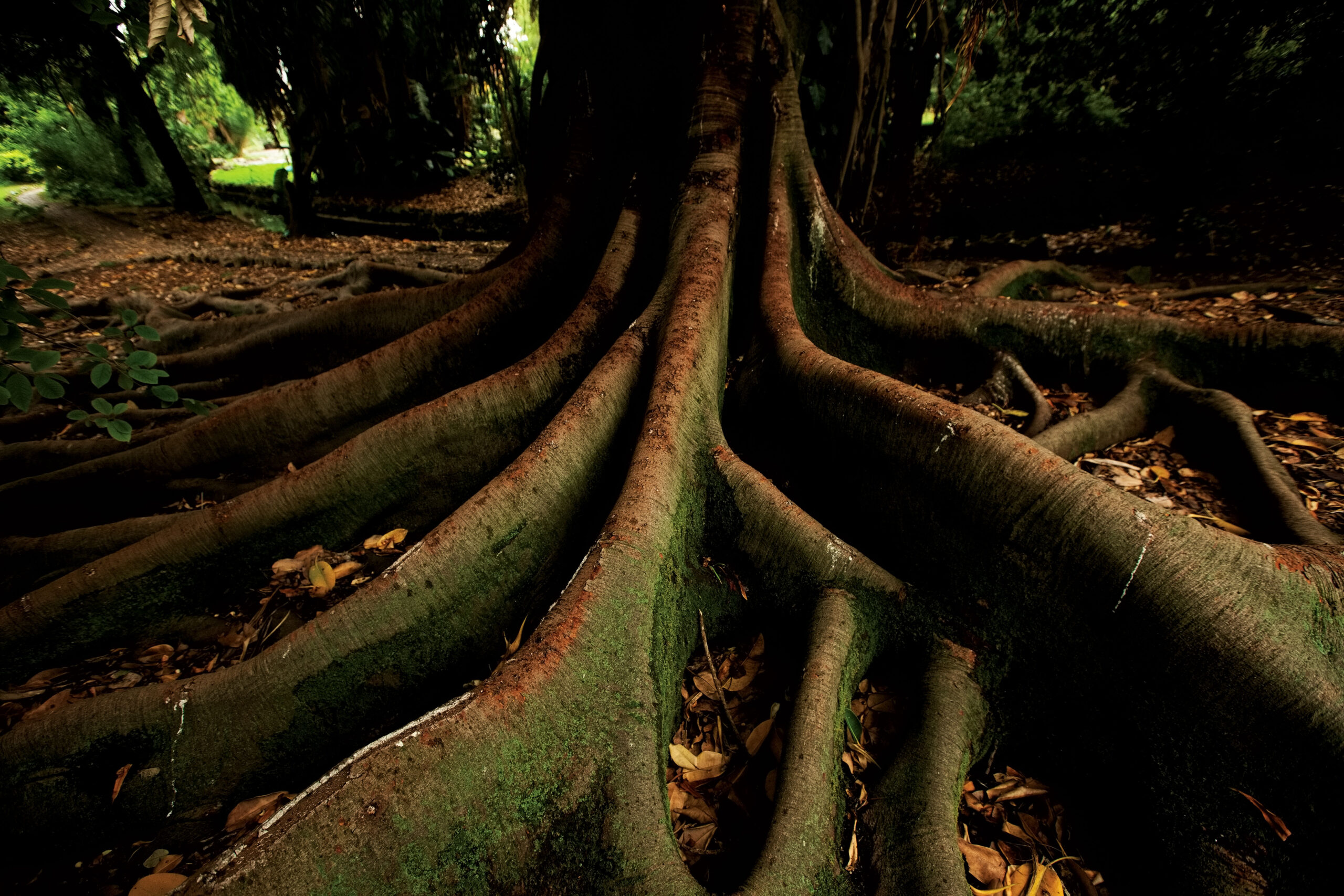 Jardim 8